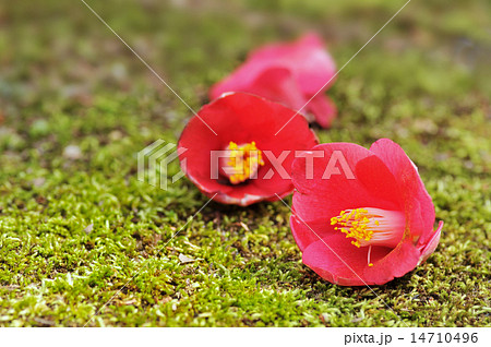 落下した椿の花の写真素材 [14710496] - PIXTA