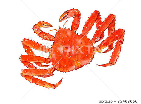 タラバガニ 水彩画 イラストのイラスト素材 [35403066] - PIXTA
