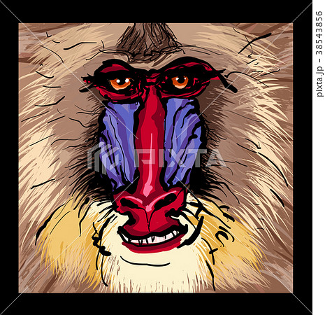 Portrait of a mandrill primateのイラスト素材 [38543856] - PIXTA