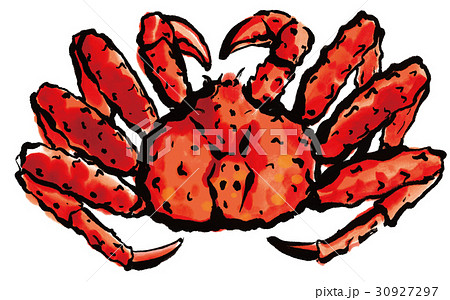 タラバガニのイラスト素材 [30927297] - PIXTA