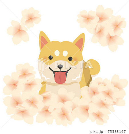 春だワン。桜の花と柴犬のイラスト素材 [75583147] - PIXTA