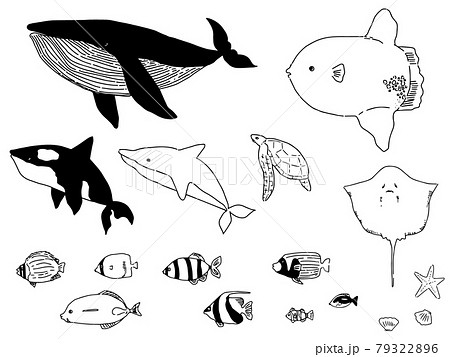 シンプルな海の生き物のイラスト素材 [79322896] - PIXTA