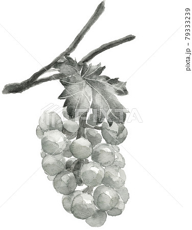 葉枝付き完熟前のぶどう ピオーネ モノトーン【水墨画風水彩】白バック
