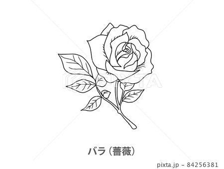 県花】バラ（薔薇）茨城県－線画のイラスト素材 [84256381] - PIXTA