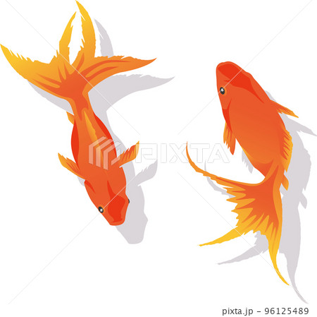 上から見た2匹の金魚のイメージイラストのイラスト素材 [96125489] - PIXTA