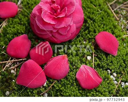 落下した椿の花と花びらの写真素材 [97732943] - PIXTA