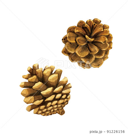 リアルタッチの松ぼっくりの水彩画素材のイラスト素材 [91226156] - PIXTA