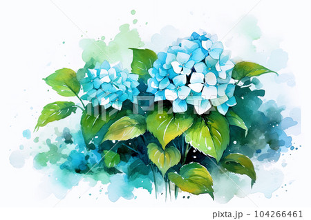 雨に濡れる紫陽花、水彩画のイラスト素材 [104266461] - PIXTA