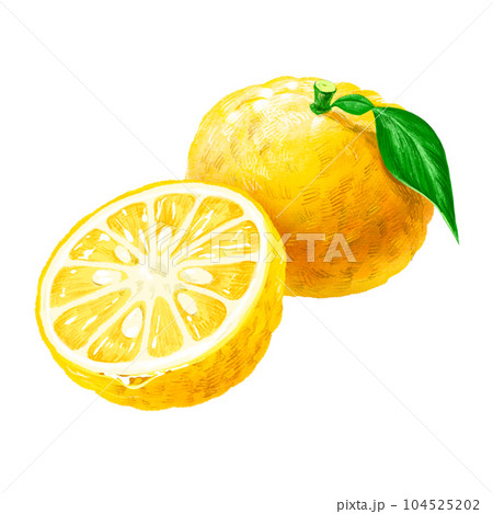 手描きフルーツ イラスト 柚子(ユズ、ゆず)断面 カット 半分 種あり