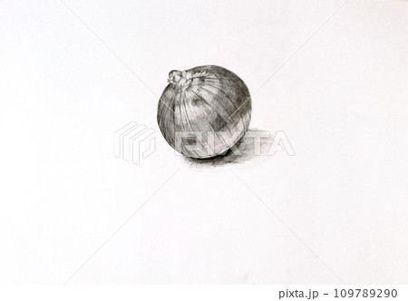 玉ねぎの鉛筆デッサンのイラスト素材 [109789290] - PIXTA