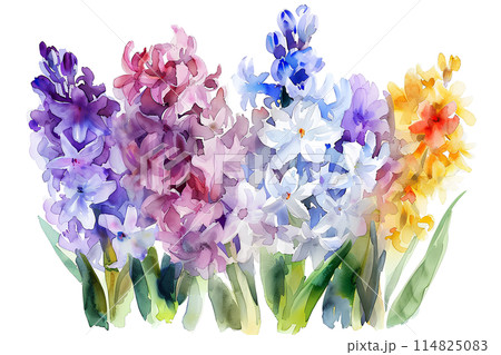 色とりどりのヒヤシンスのイラスト素材 [114825083] - PIXTA