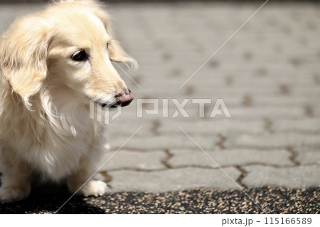 家の前を散歩しているミニチュアダックス クリームダックスの写真素材