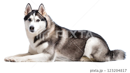 寝転がっているシベリアンハスキー。白背景。のイラスト素材