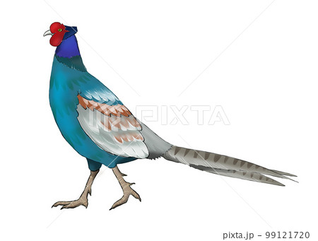 キジ 鳥のイラスト素材 - PIXTA