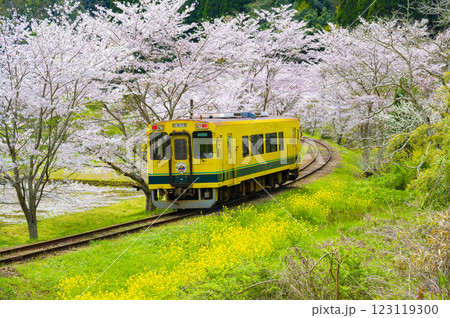 桜 春 鉄道 いすみ鉄道の写真素材 - PIXTA