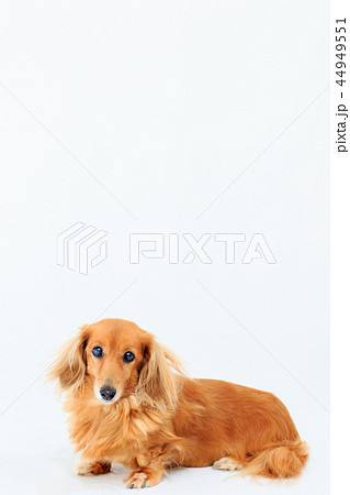 ミニチュアダックス お座りの写真素材 - PIXTA