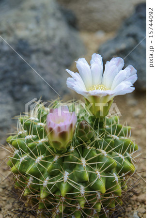 とげ 白いサボテン 白い棘 丸いサボテンの写真素材 - PIXTA