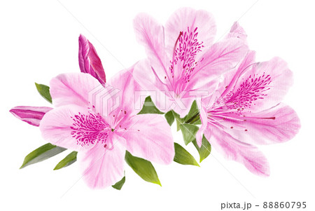 花 ツツジ イラスト 明るいのイラスト素材 - PIXTA