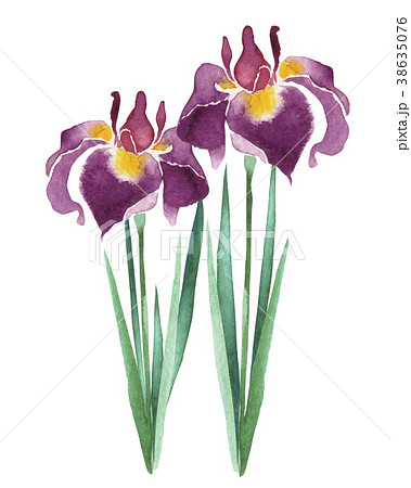 水彩 水彩画 菖蒲 花の写真素材 - PIXTA