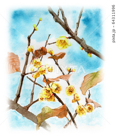 蝋梅 水彩 植物 花のイラスト素材 - PIXTA