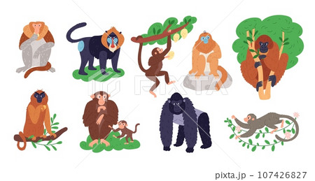 ゴリラ 動物 猿 ポーズの写真素材 - PIXTA