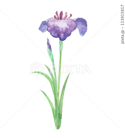 水彩 水彩画 菖蒲 花の写真素材 - PIXTA
