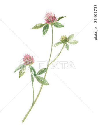 ムラサキツメクサのイラスト素材 - PIXTA