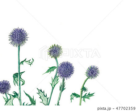 エキノプス ルリタマアザミのイラスト素材 - PIXTA