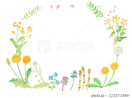 オオイヌノフグリのイラスト素材 - PIXTA