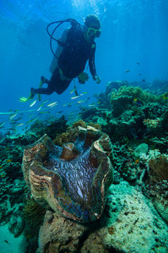 オオシャコガイ Images – Browse 36 Stock Photos, Vectors, and Video