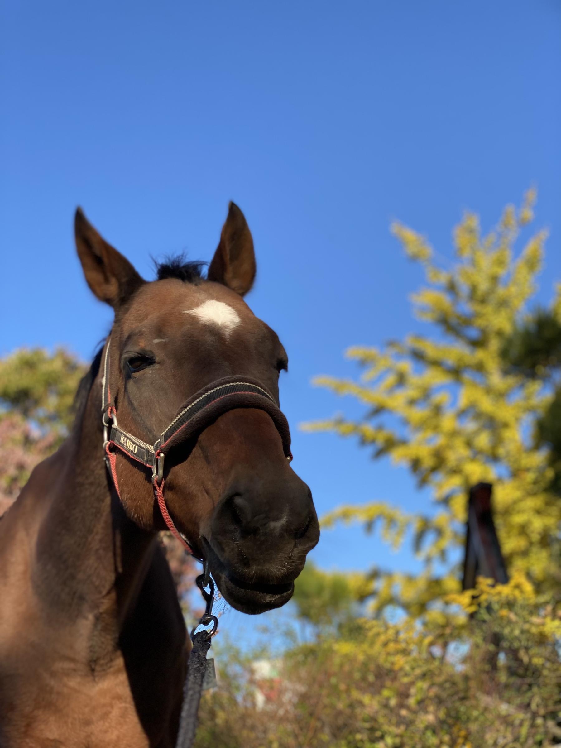 ホースランド安曇野 - 提携施設 - TCC 引退競走馬ファンクラブ