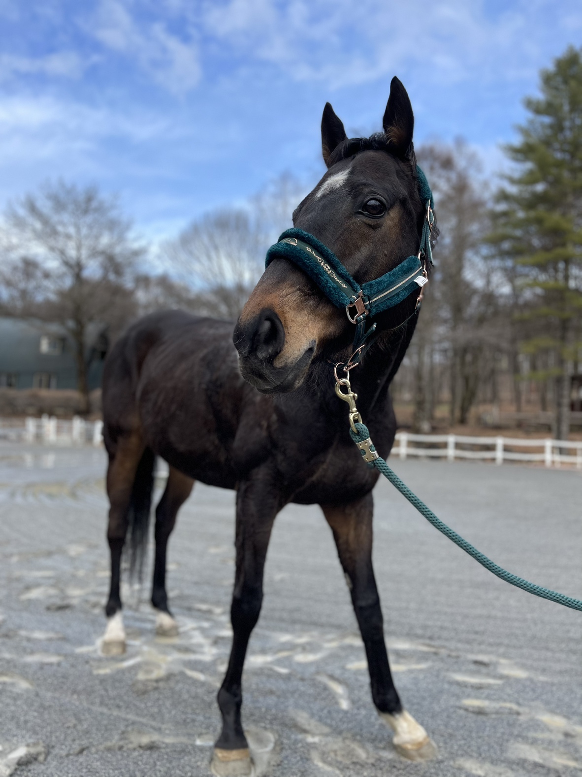 サトノジェミニ - ウマシェア - TCC 引退競走馬ファンクラブ