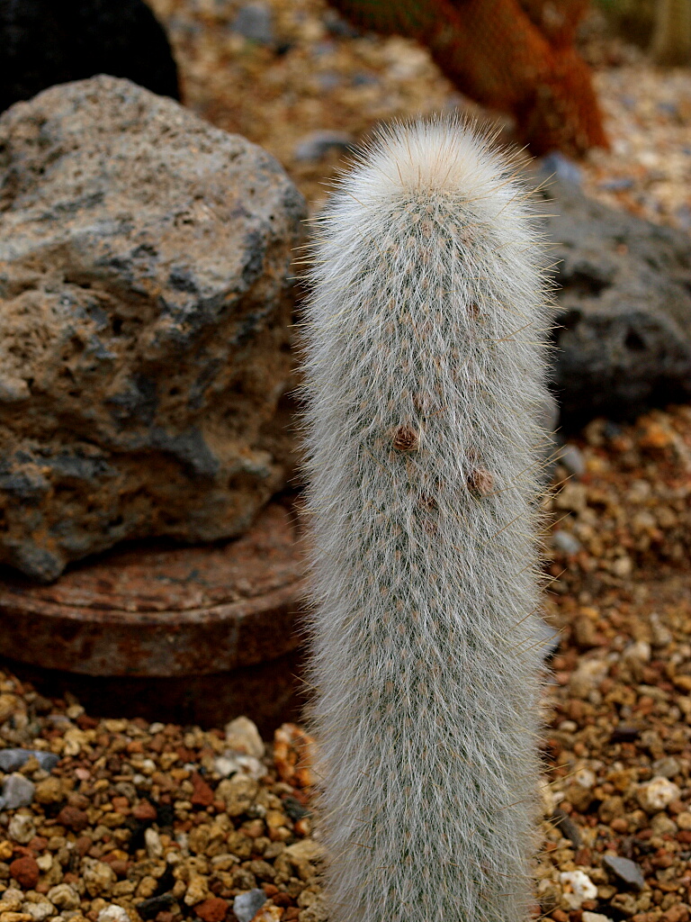 クレイストカクタス属のサボテンの種類と育て方、水やり | 植物の画像
