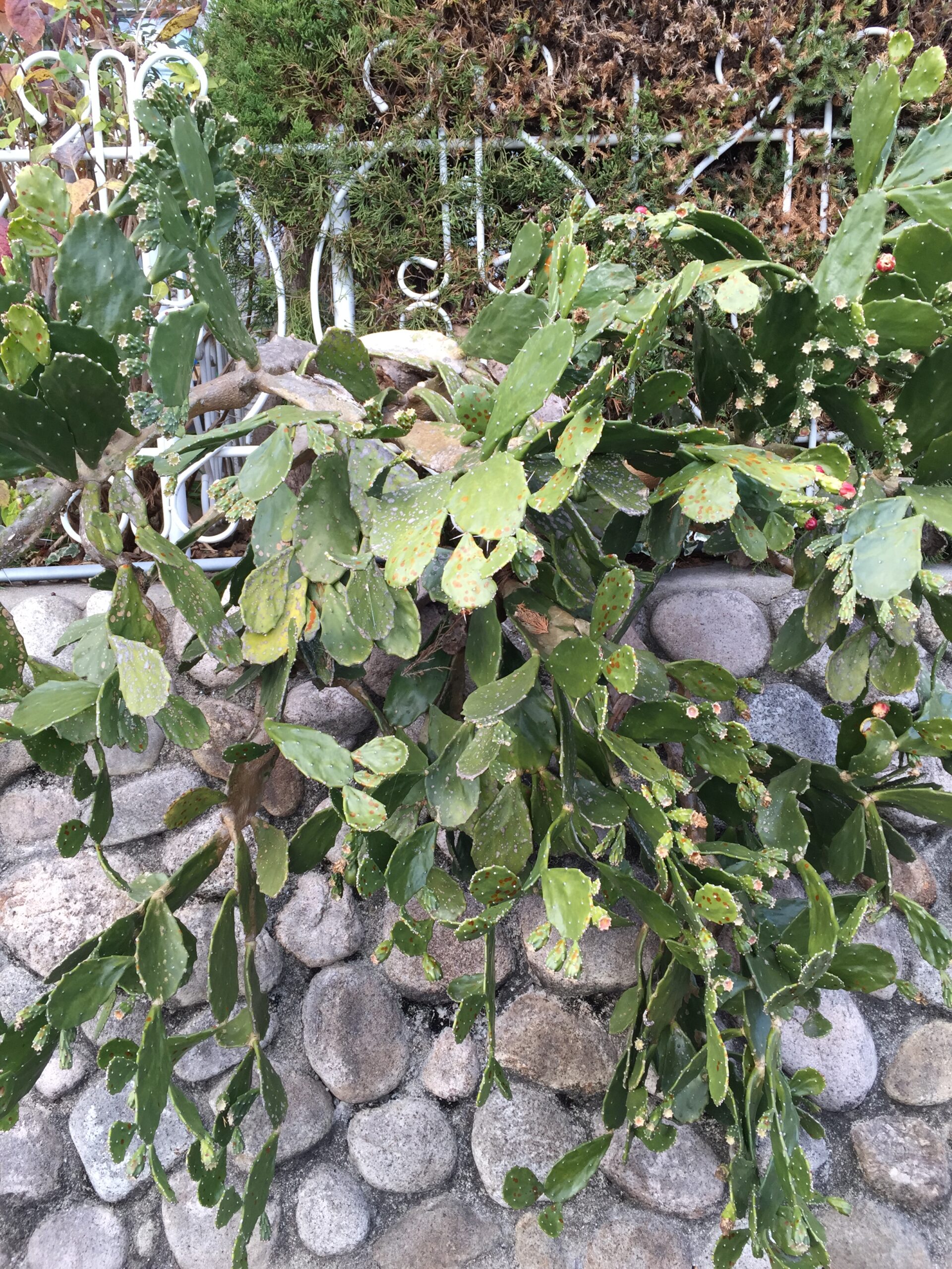 オプンチア属のウチワサボテンの特徴、種類と育て方 | 植物の画像