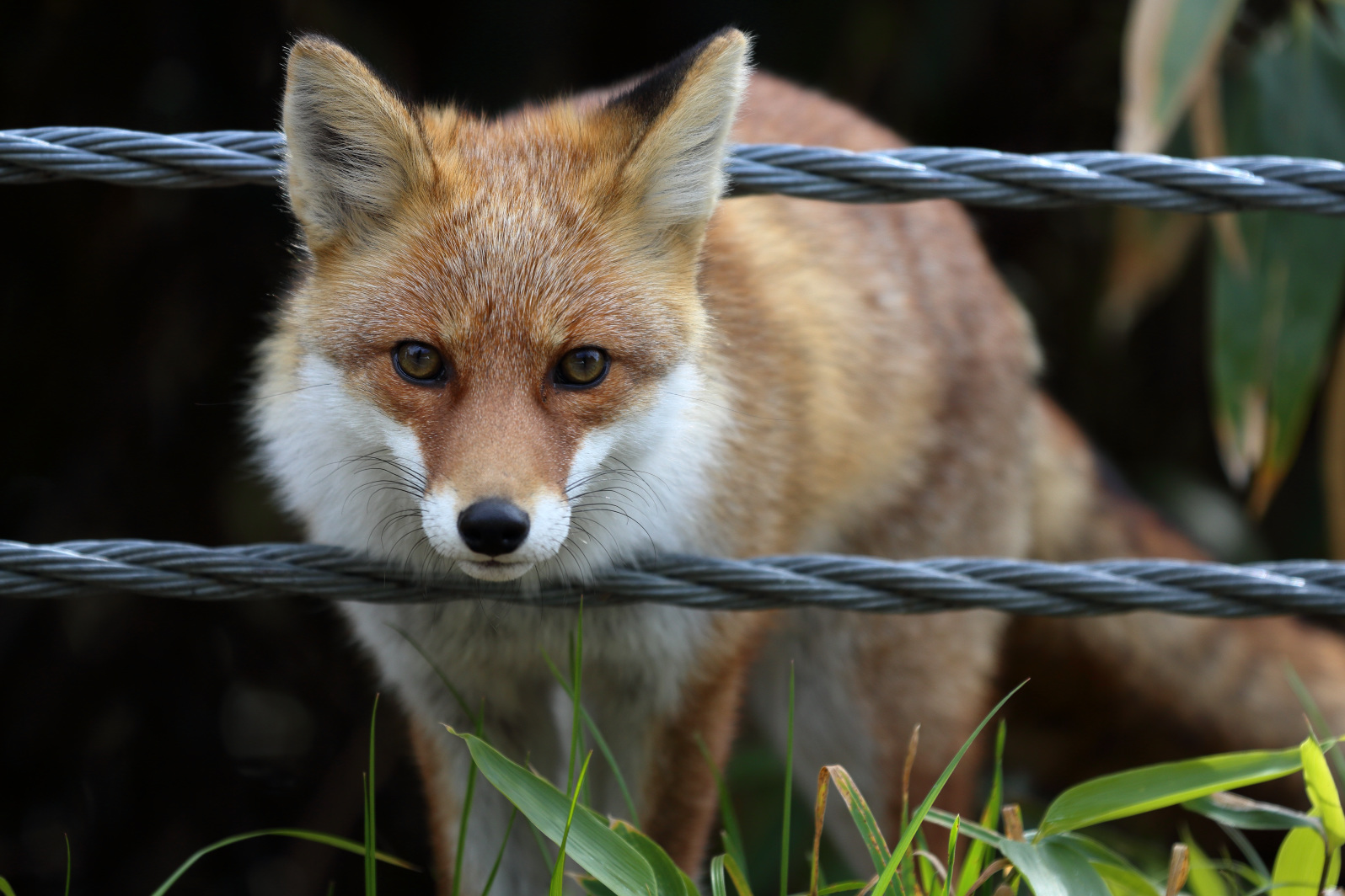 ホンドギツネのポートレート | 球わかば.net