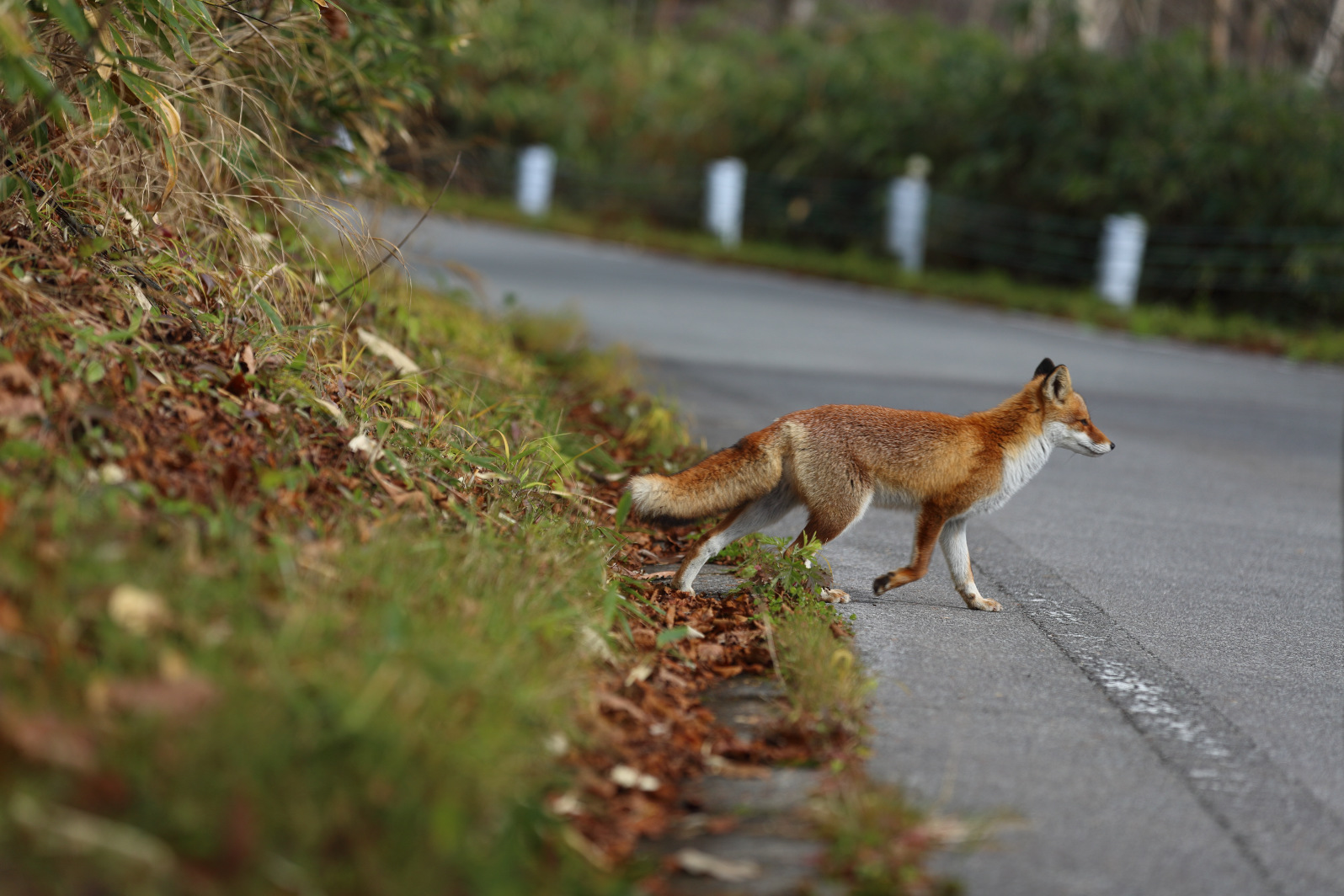ホンドギツネのポートレート | 球わかば.net