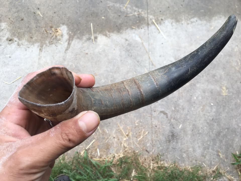 牛の角輪は牛の履歴書 | 田中畜産