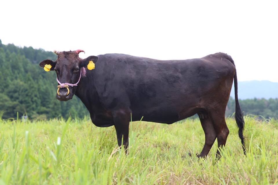 牛の角輪は牛の履歴書 | 田中畜産