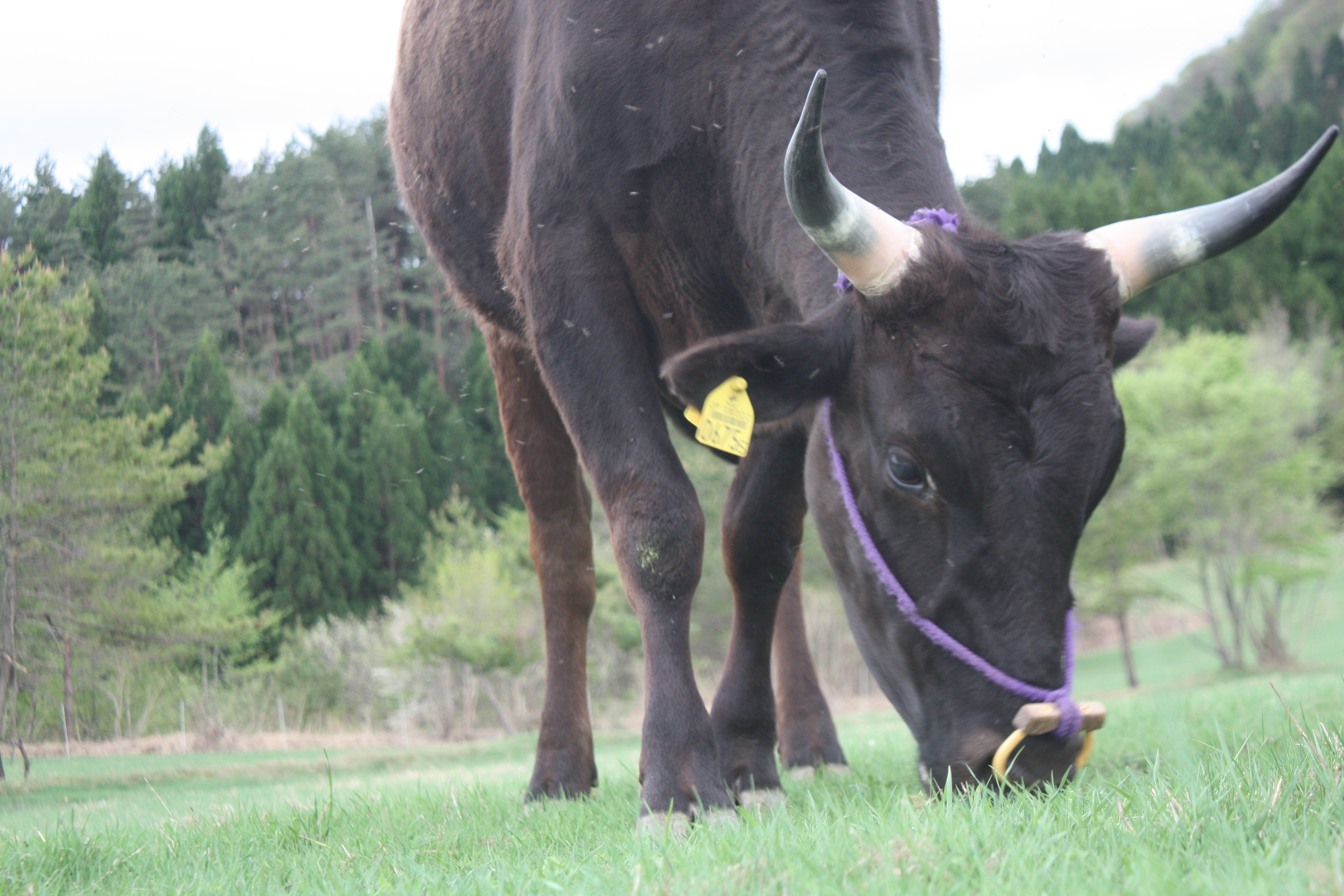 牛の角輪は牛の履歴書 | 田中畜産