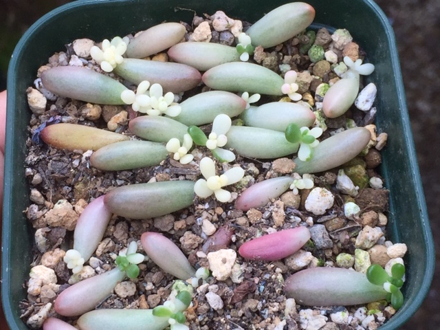葉挿ししやすい多肉植物（いいかげんな私にもできているので・笑