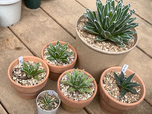 今年最後は笹の雪一族。アガベ・笹の雪、矮性 （わいせい）笹の雪