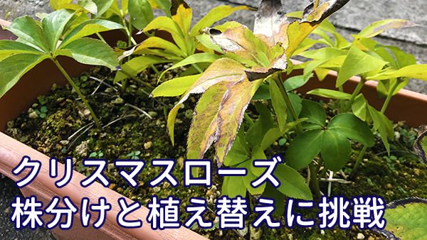 クリスマスローズの株分けと植え替えに挑戦！手順や方法も紹介します。