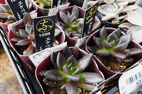 多肉植物のブラックプリンス「黒助」の育て方。まっ黒な葉っぱは3色に