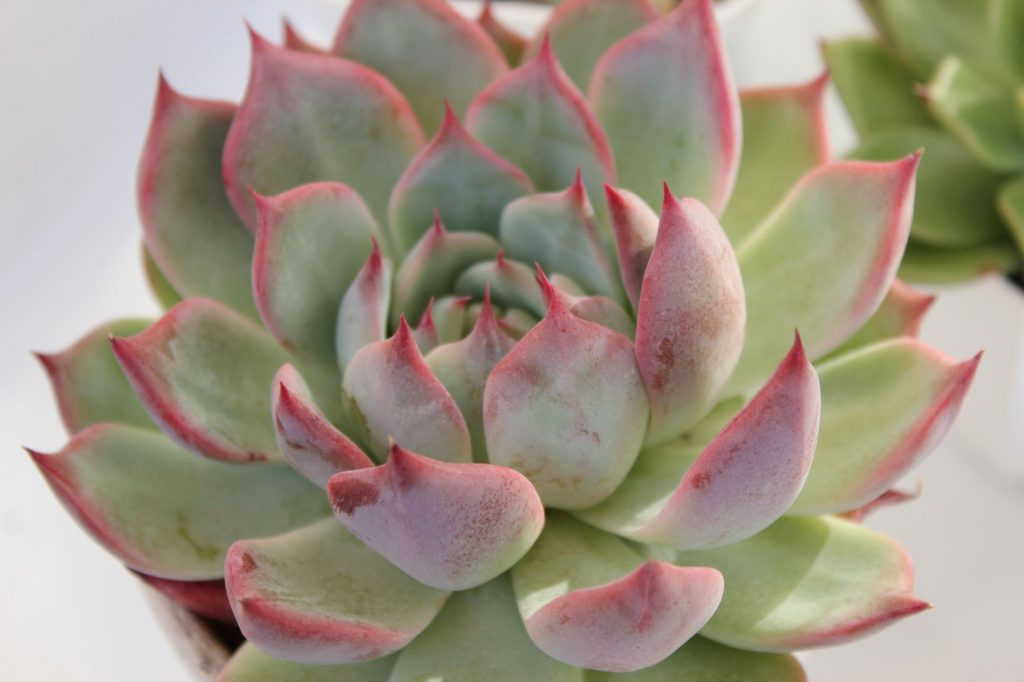 実生をしてみよう！ | こゆきさんちの多肉ちゃん