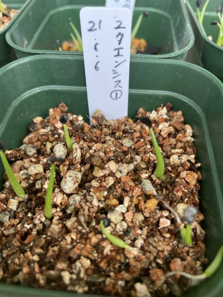 アガベ ユタエンシス 実生育成記録①│多肉丸｜多肉植物育・塊根植物の