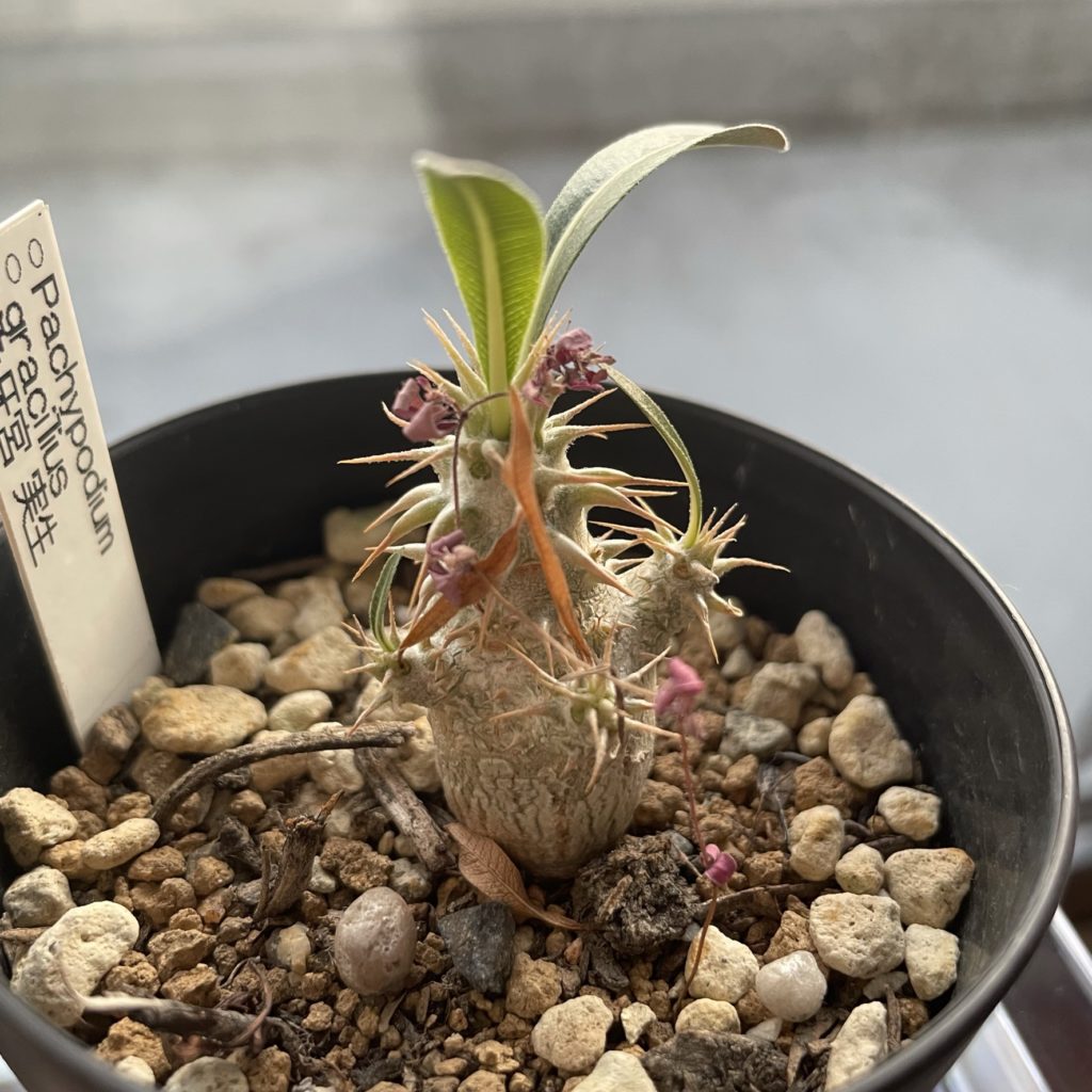 パキポディウム属 グラキリス実生に花が咲いたが…│多肉丸｜多肉植物育