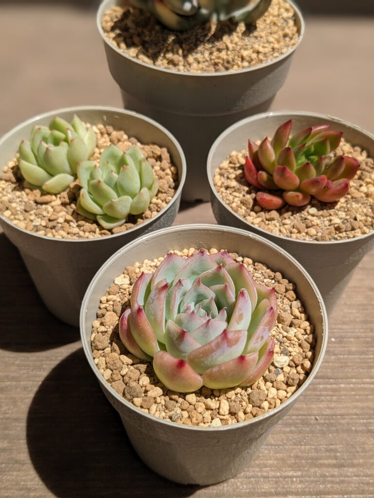 多肉植物の韓国苗の魅力にせまる！ | タニクランドリエル