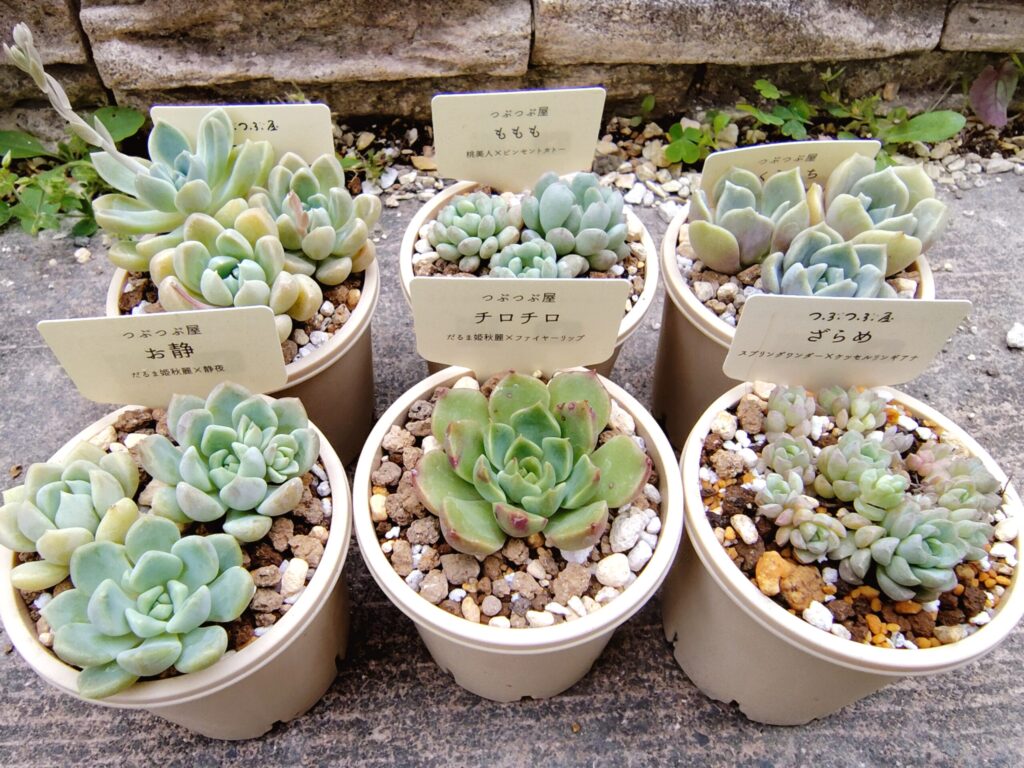多肉植物】つぶつぶ屋さんから苗が届いたのでご紹介 - タニク部