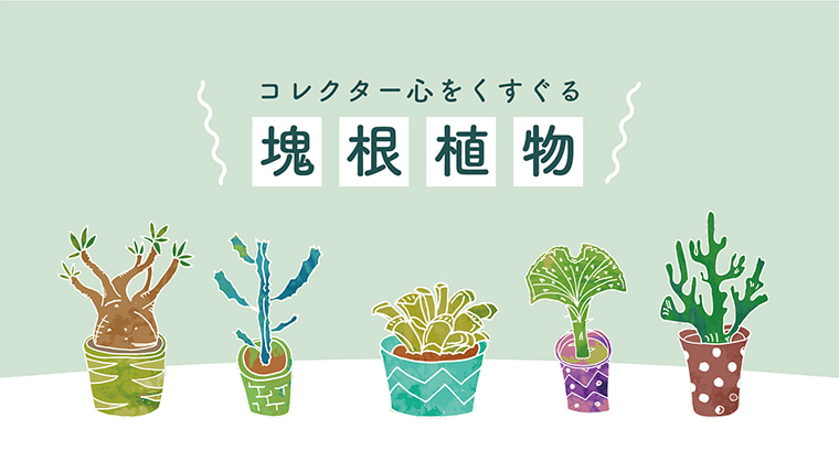 コレクター心をくすぐる塊根植物｜TANOKURA