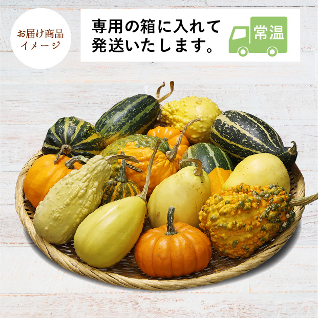 ハロウィン用】当別産 おもちゃかぼちゃ15個 | 食べレア北海道